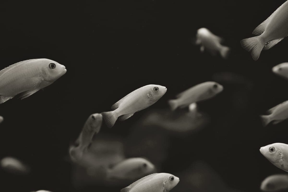 Small tropical fish swimming among plants in an aquarium