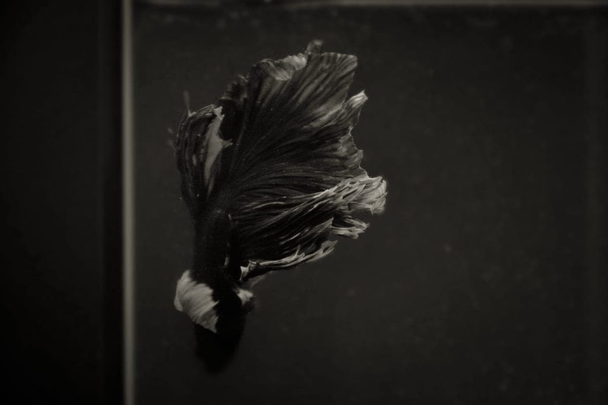 A betta swimming among plants in a small aquarium